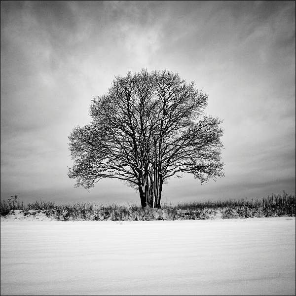 Tree in Snow by David Kelly.jpg